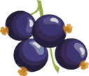 Mansikka